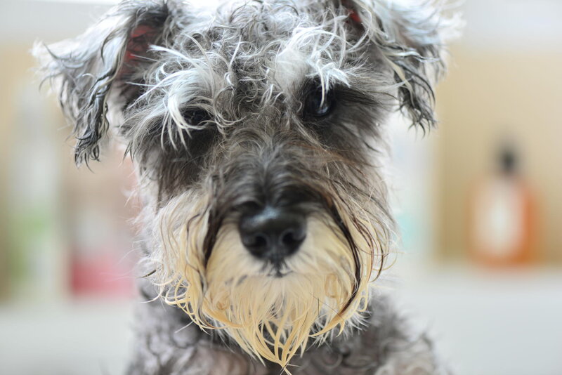 Wet Schnauzer Dog