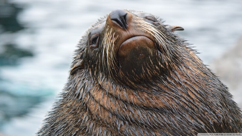 Wet Sea Lion Face