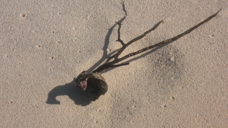 Wet Seaweed on Sand