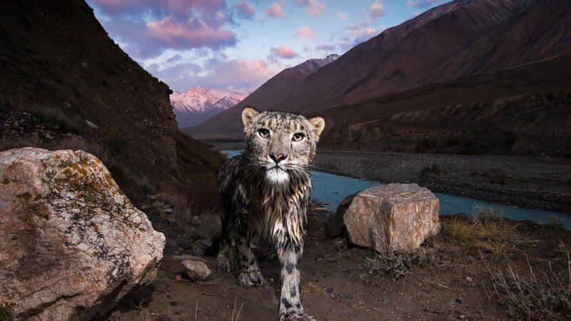 Wet Snow Leopard