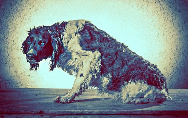 Wet Spaniel Dog