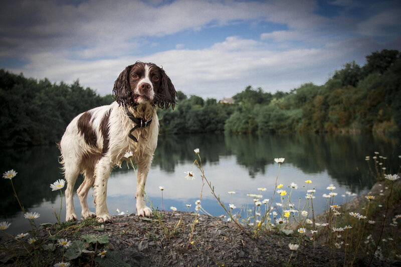 Wet Spaniel Dog — White