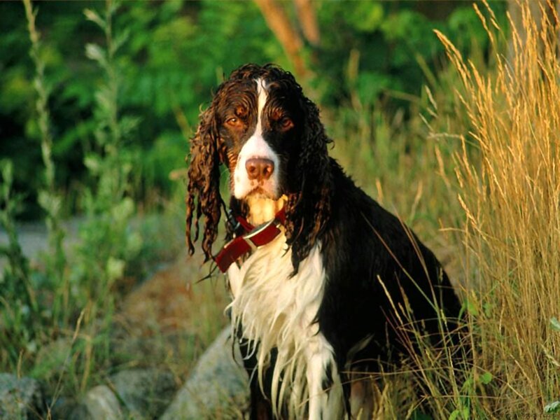 wet spaniel in tall grass