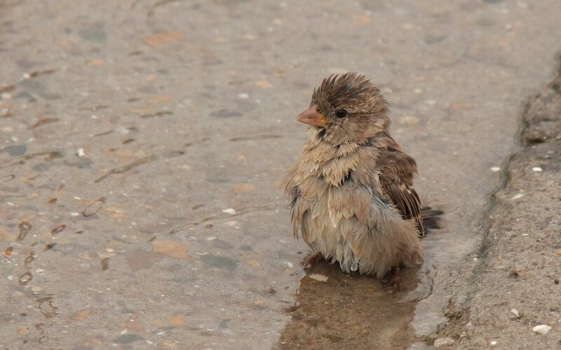 wet sparrow in puddle