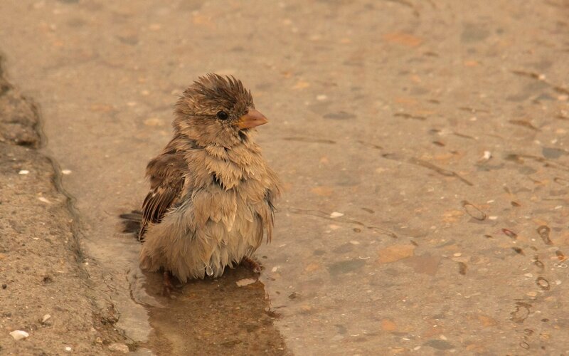 Wet Sparrow in Puddle — Brown, Damp