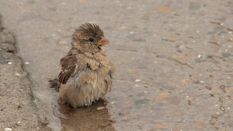 Wet Sparrow in Puddle — Brown