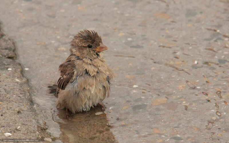 wet sparrow in puddle