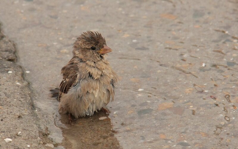 wet sparrow in shallow water