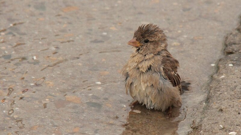 wet sparrow in shallow water