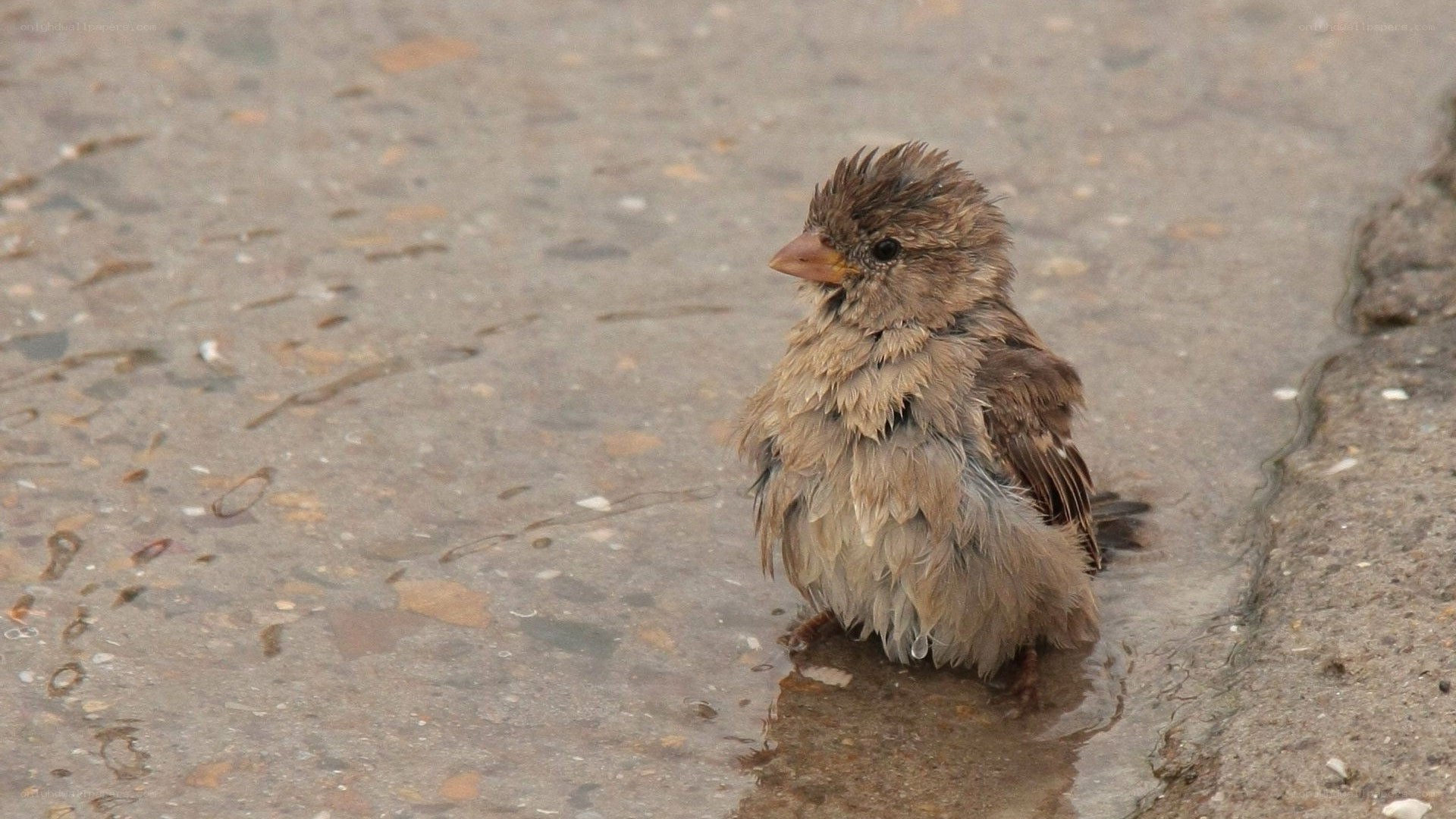 wet sparrow in shallow water
