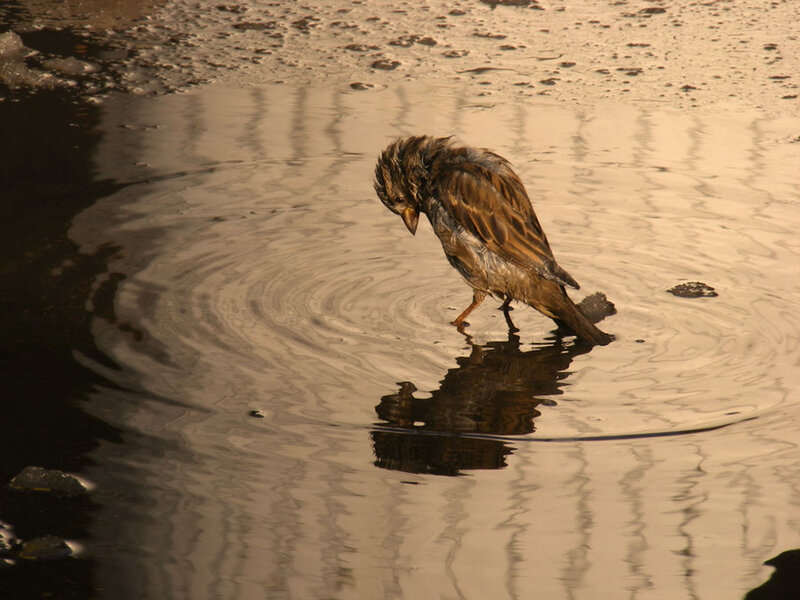 Wet Sparrow in Water — Brown