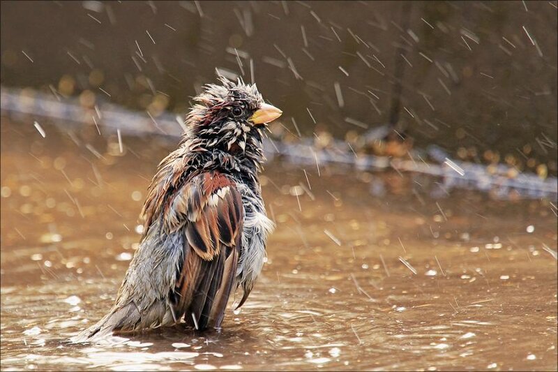 Wet Sparrow in Water