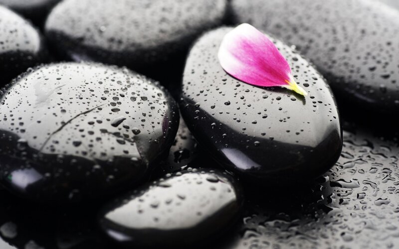 wet stones with flower petal