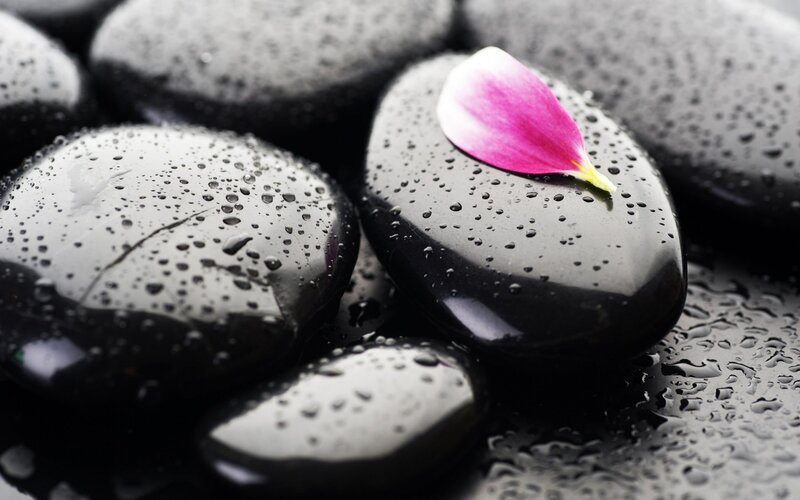 wet stones with flower petal