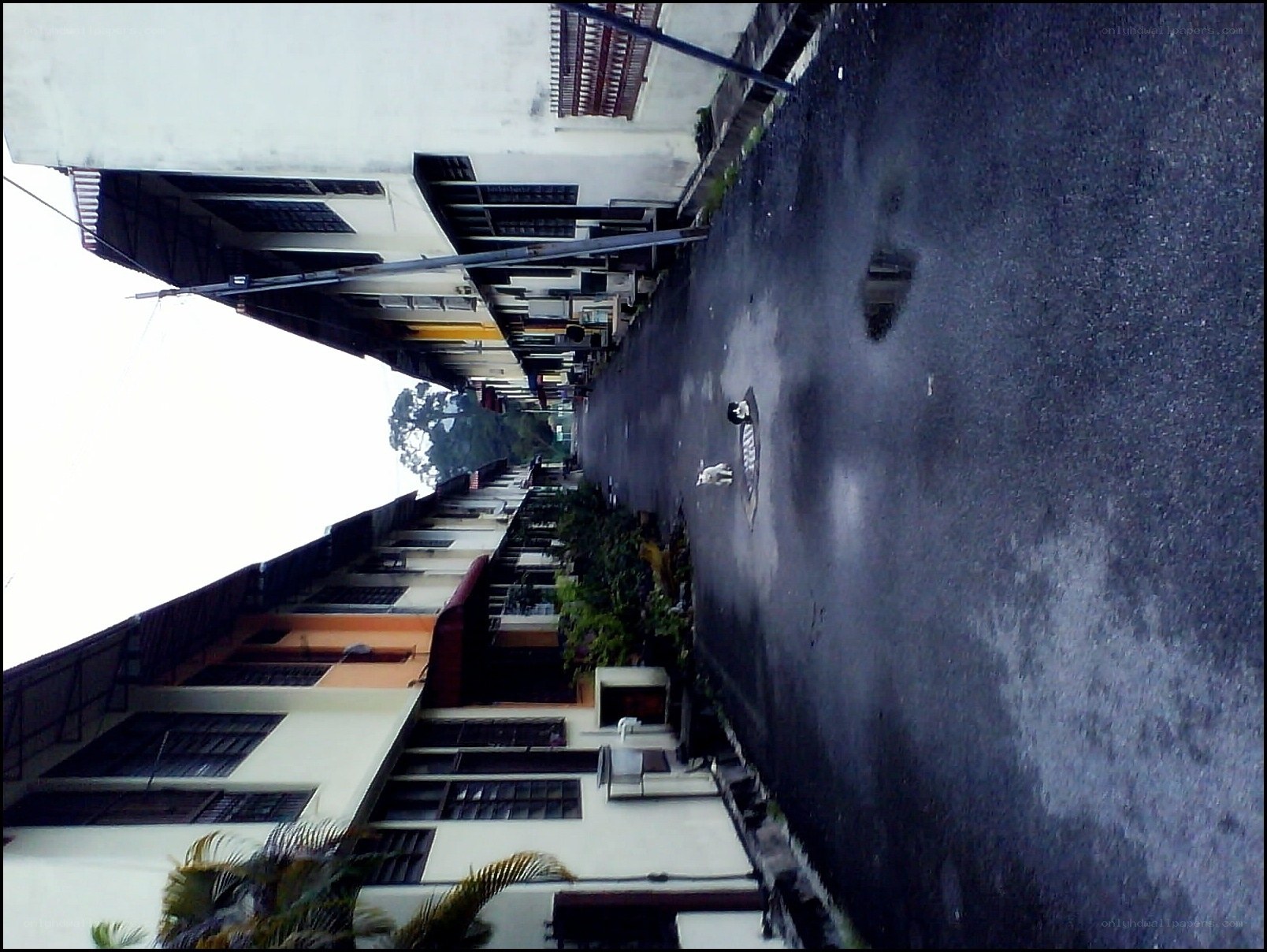 wet street with cats