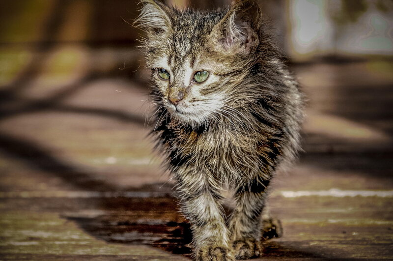 Wet Tabby Kitten