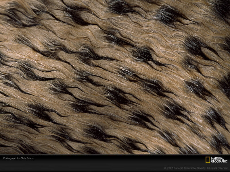 Wet Tiger Fur