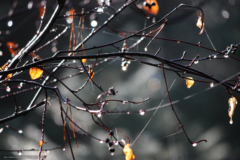 Wet Tree Branches with Leaves