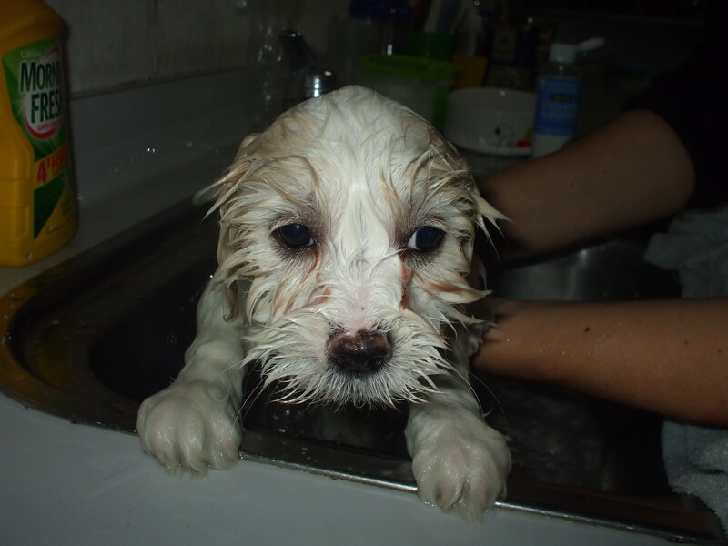 Wet White Puppy — Calm