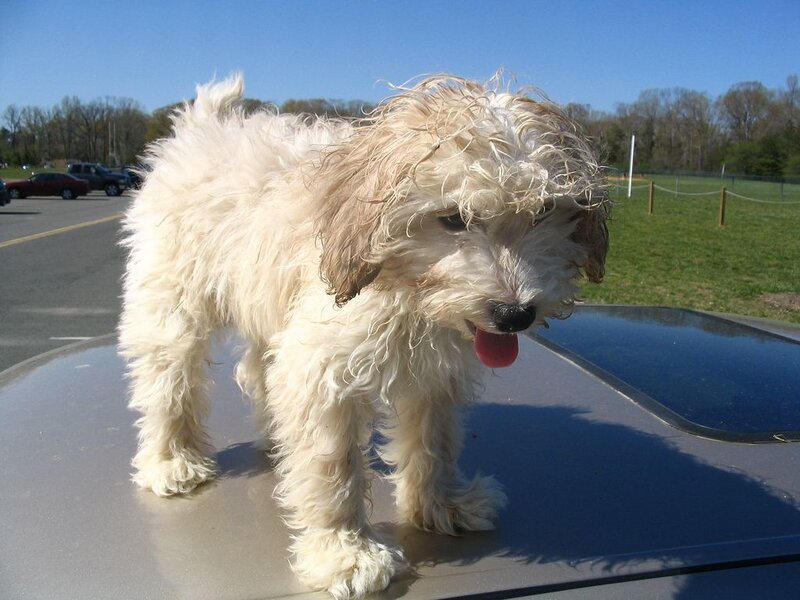 Wet White Puppy