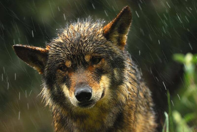 Wet Wolf in Rain