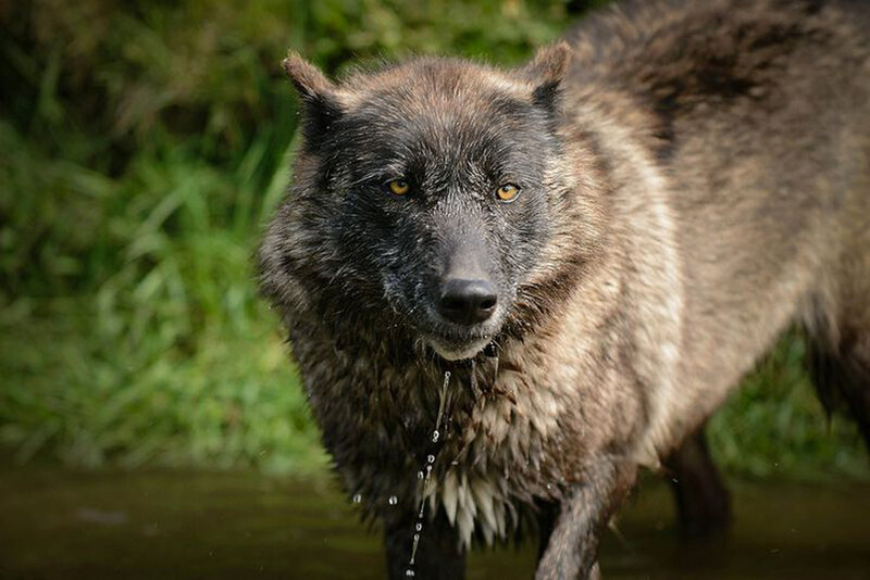 Wet Wolf in Water — Brown