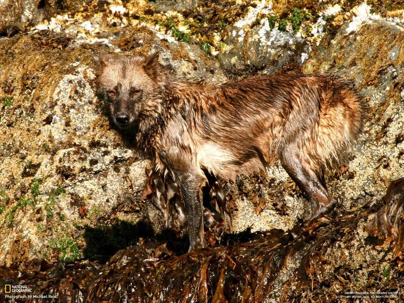 wet wolf on rocky shore