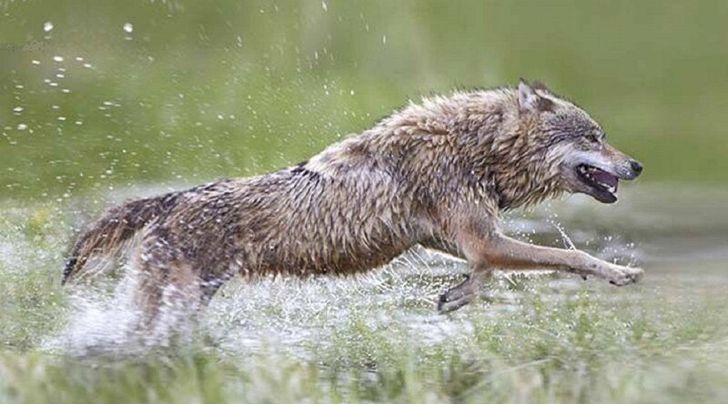 Wet Wolf Running — Brown