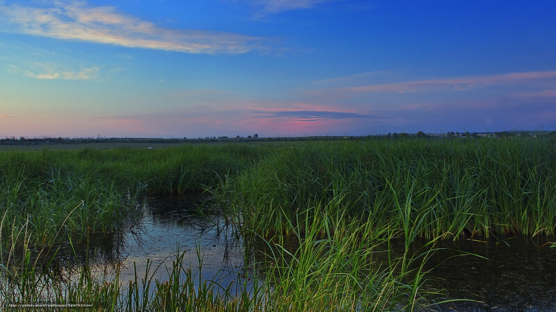 Wetland at Dusk — Blue