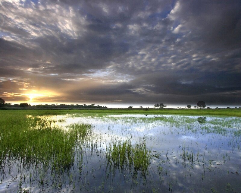 Wetland at Sunset — Green, Dramatic