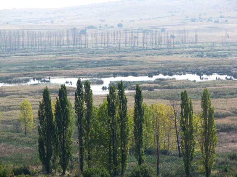 Wetland landscape with poplar trees