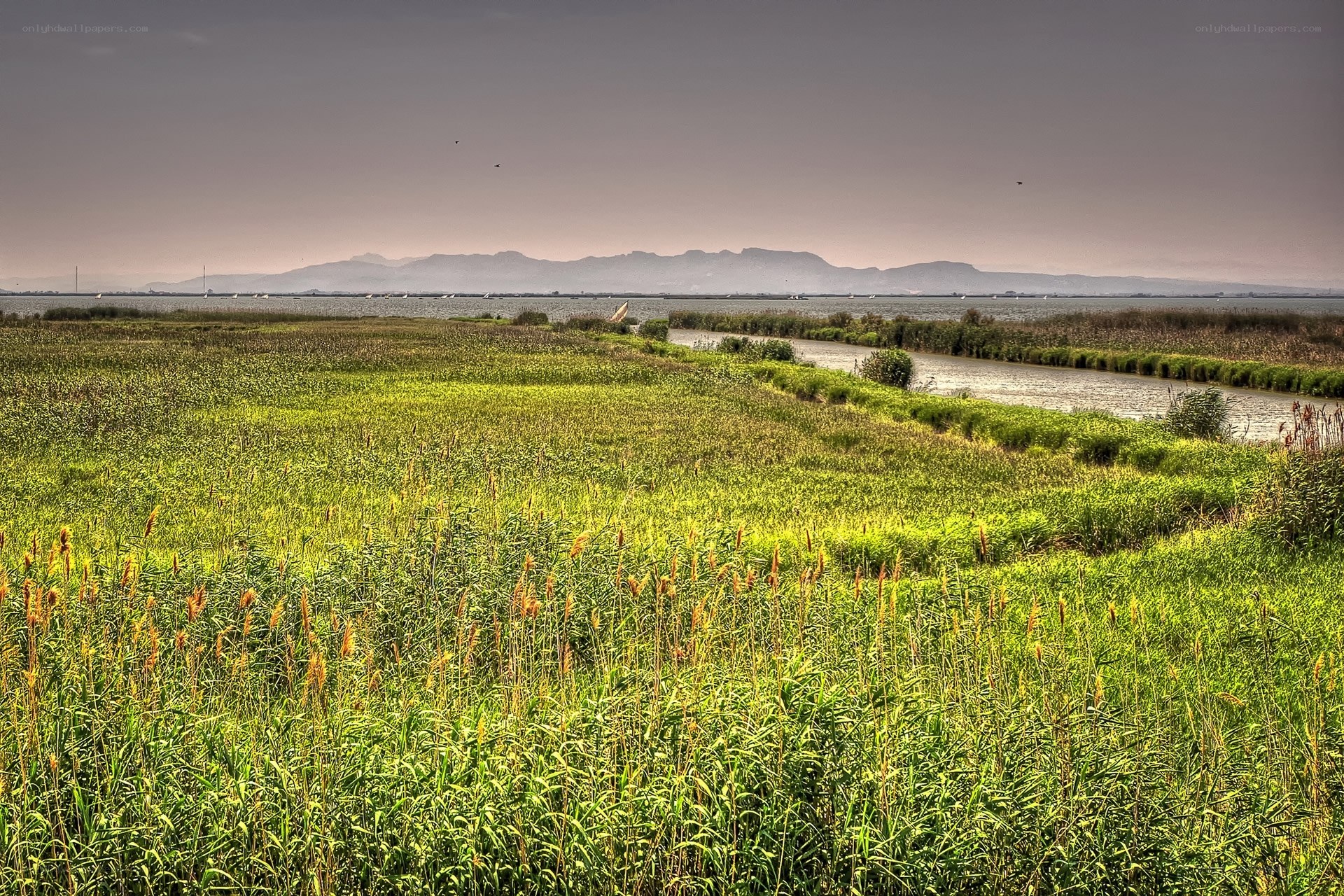 wetland marsh with distant mountains
