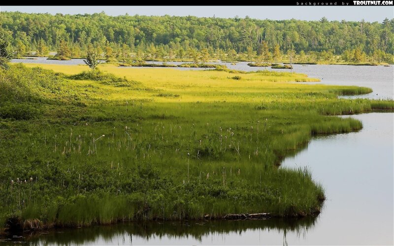 wetland marsh with forest background