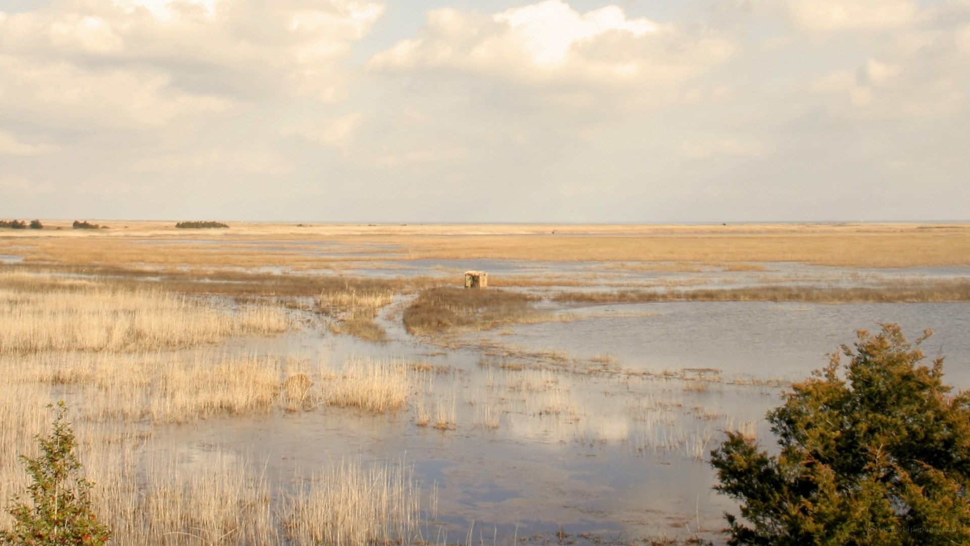 wetland marsh with small structure