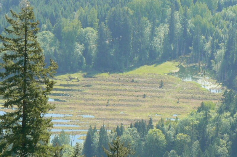 Wetland Marsh with Trees