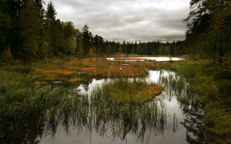 Wetland Pond in Forest