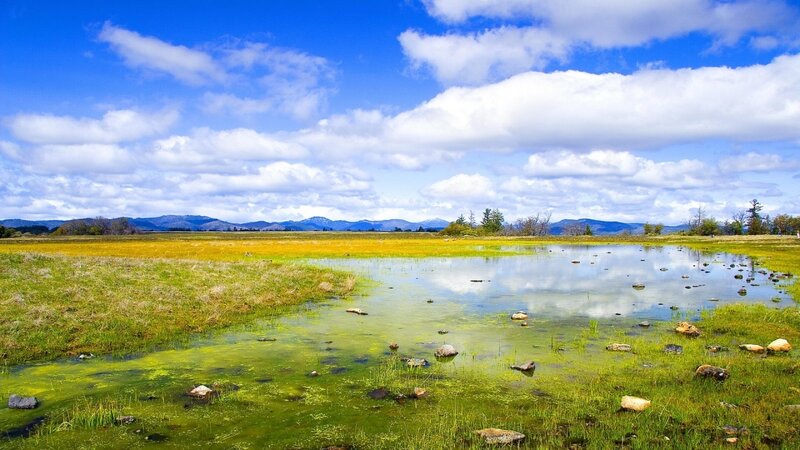 Wetland Pond with Rocks