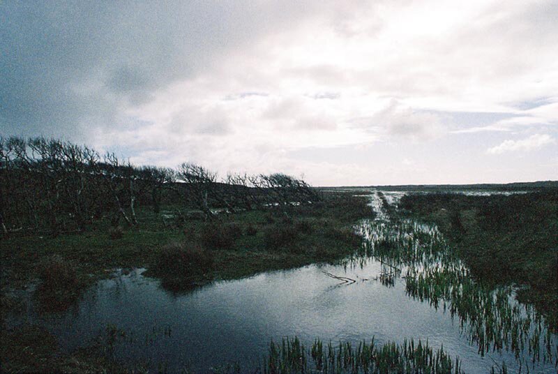 wetland stream under cloudy sky