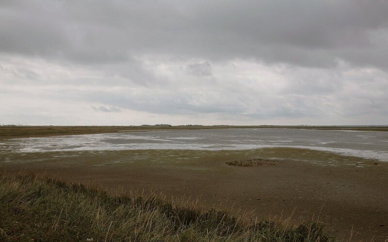 wetland under cloudy sky