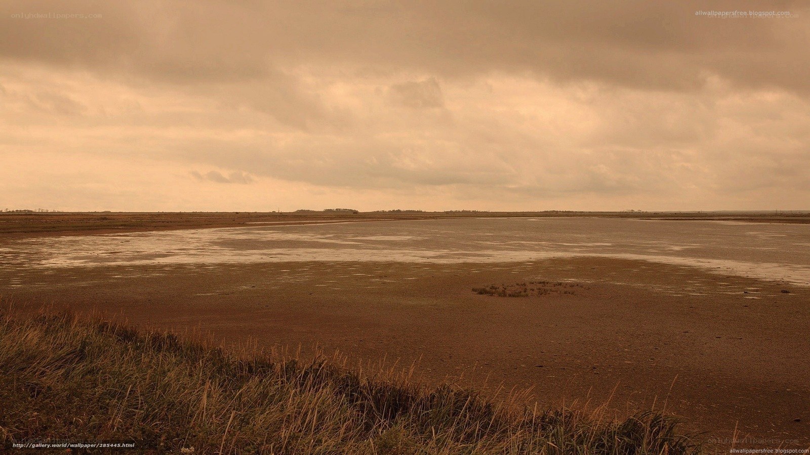 wetland under cloudy sky