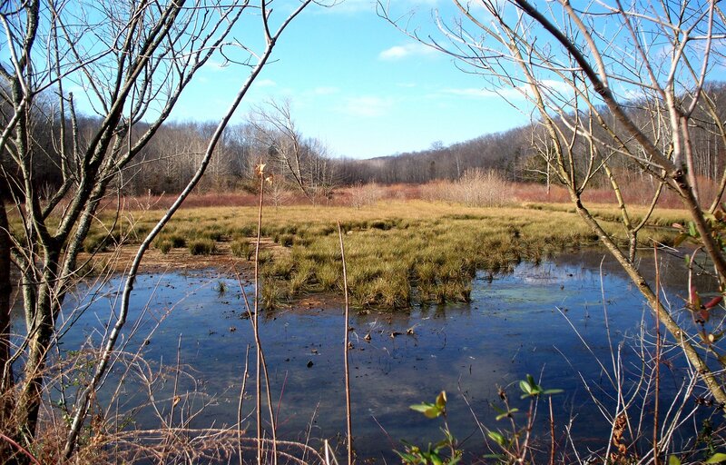 Wetland with Bare Trees