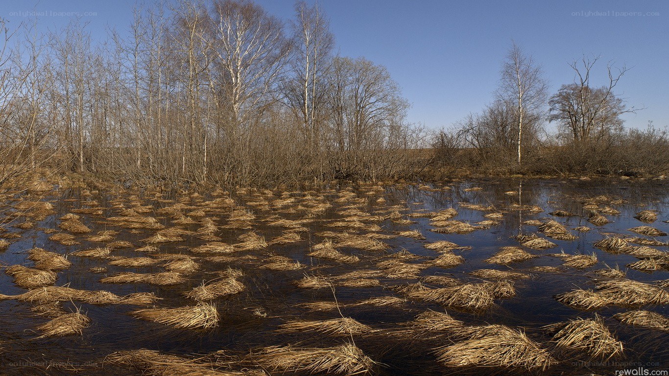 wetland with dry grass and trees