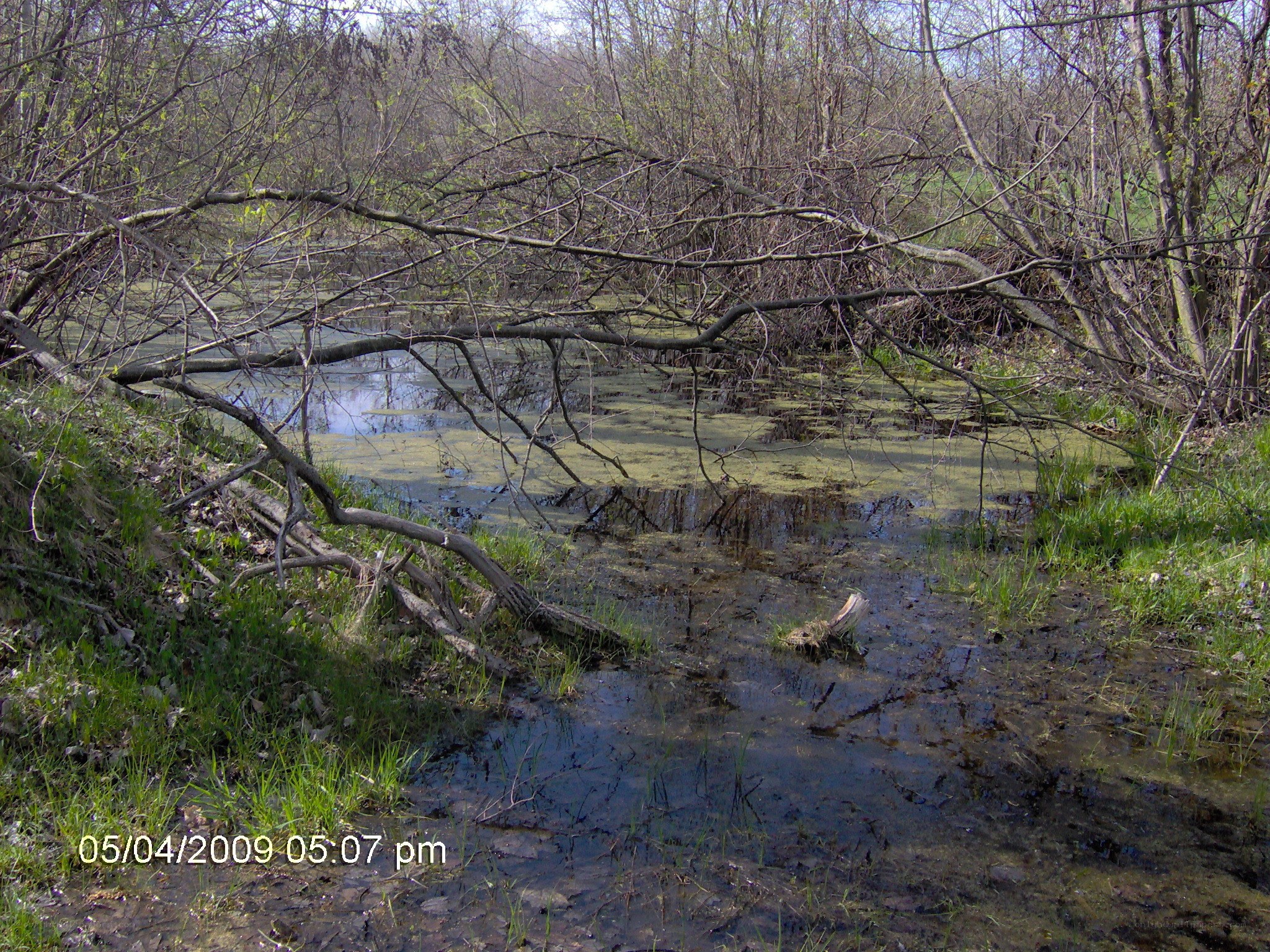 Wetland with fallen branches