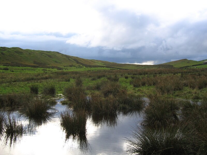 Wetland with Grasses