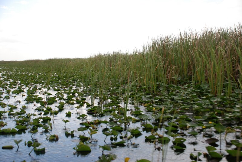 Wetland with Lily Pads