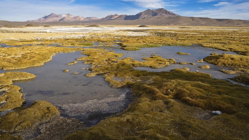 Wetland with Mountains — Green