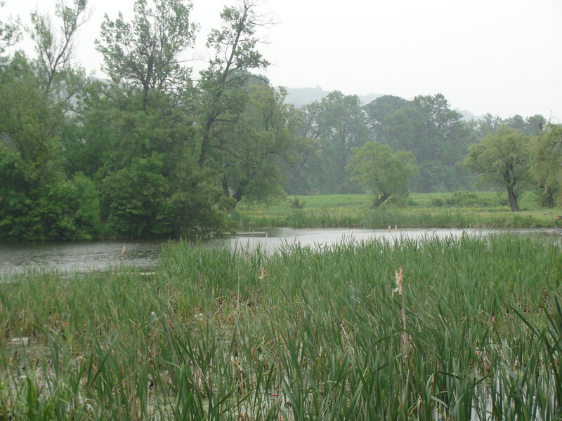 wetland with reeds and trees