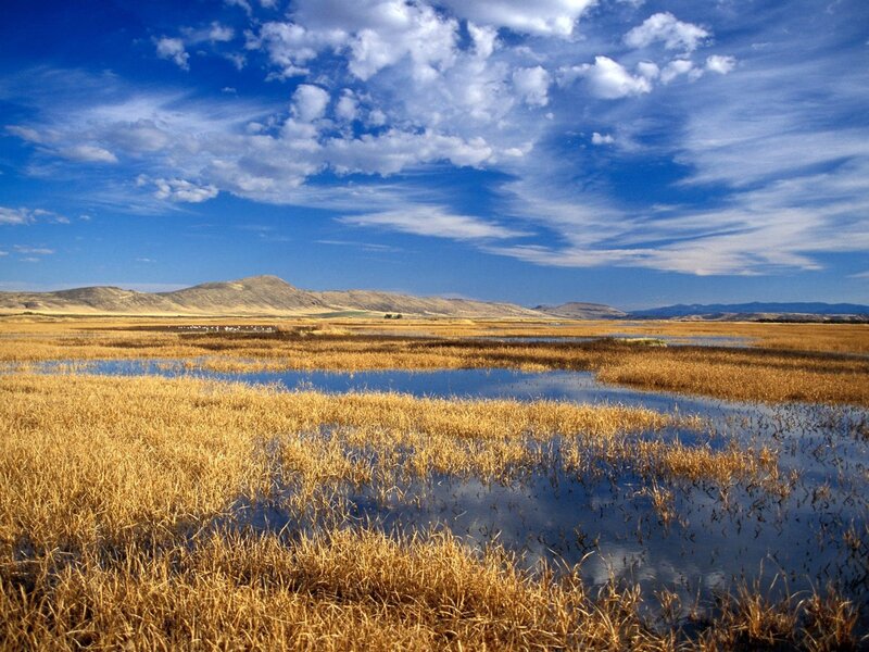 Wetland with Reeds — Blue, Serene