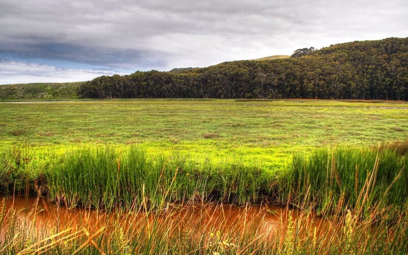 Wetland with Reeds — Green