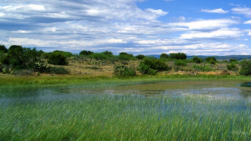 Wetland with Reeds